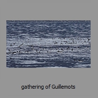 gathering of Guillemots